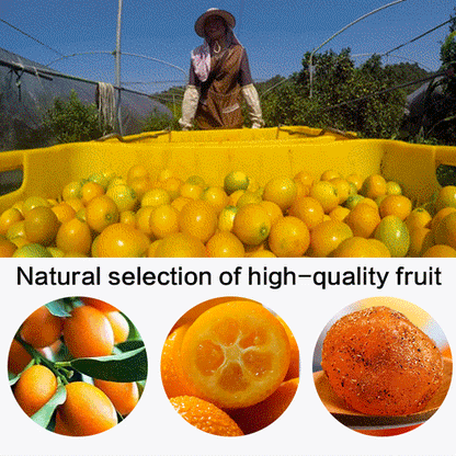 Licorice Kumquat: Cough & Sore Throat Relief
